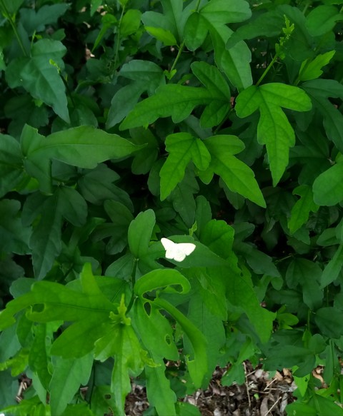 Hello White.