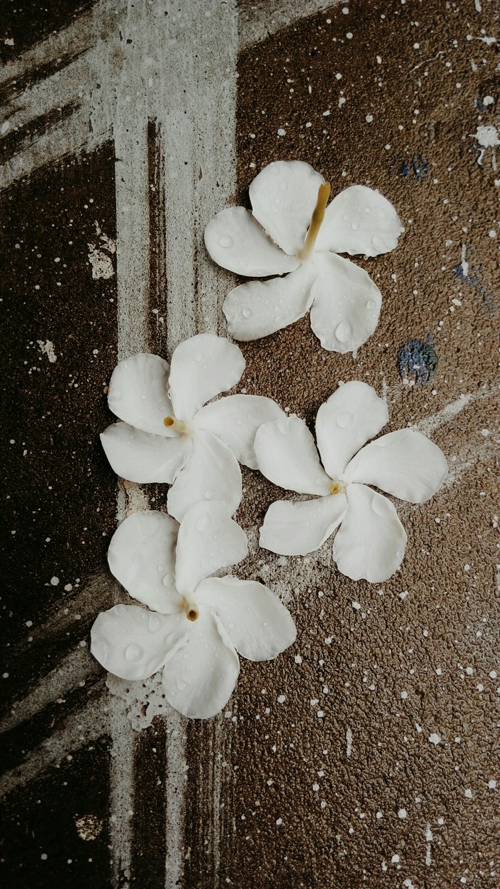 টগর