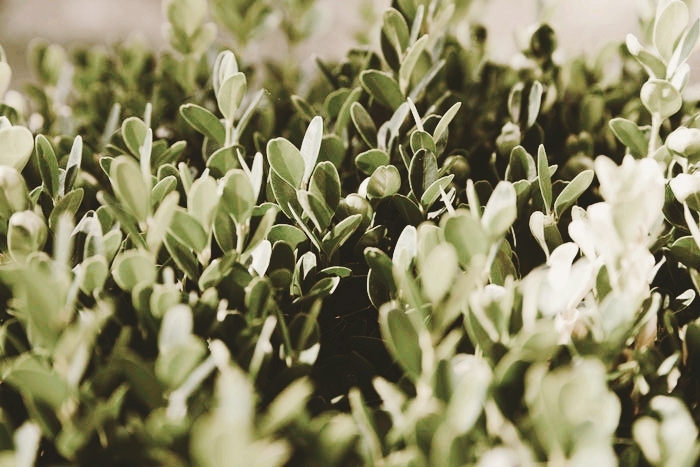 plants