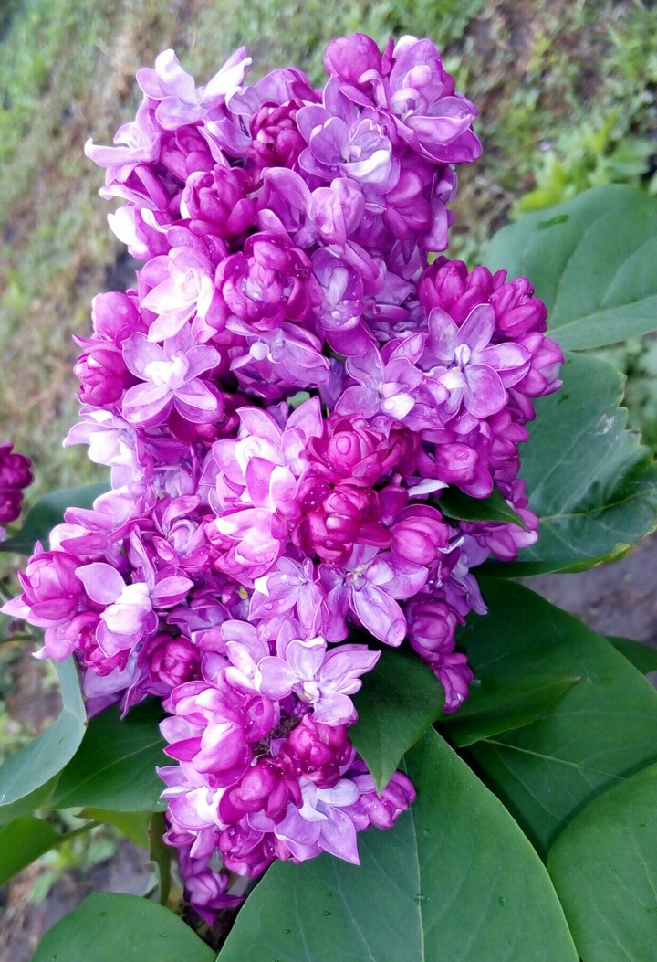 flower