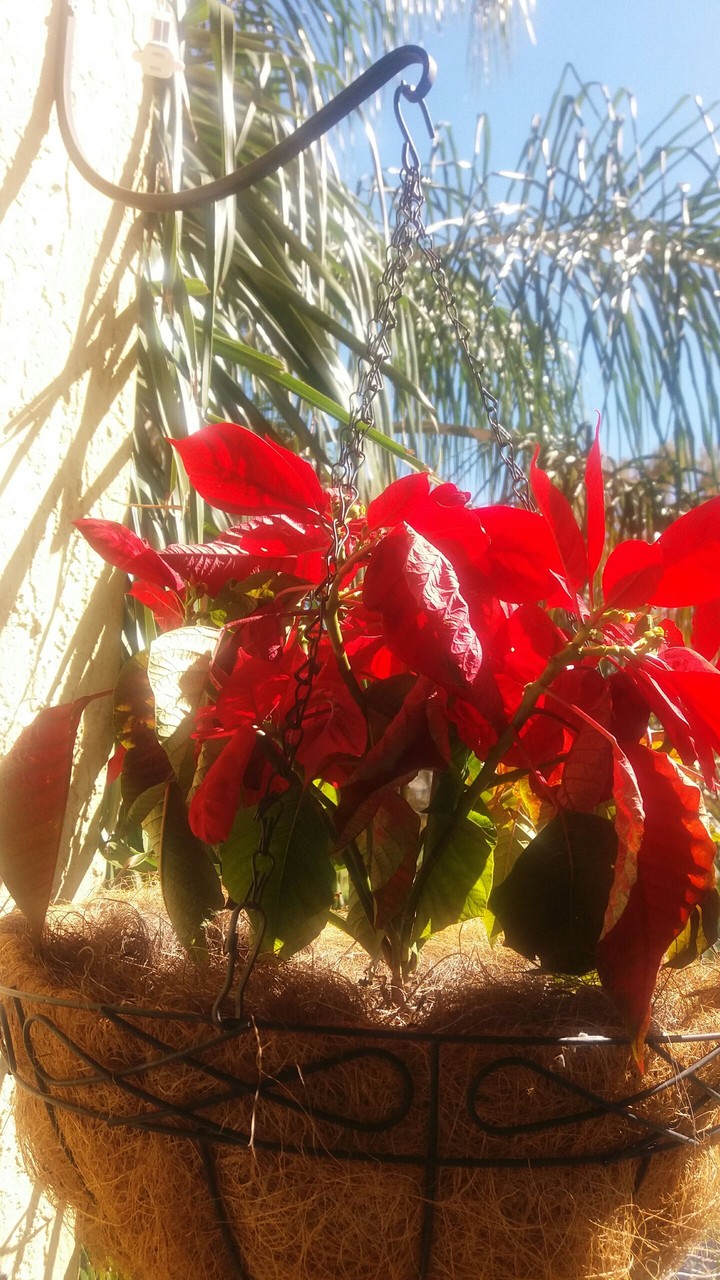 poinsettias in February