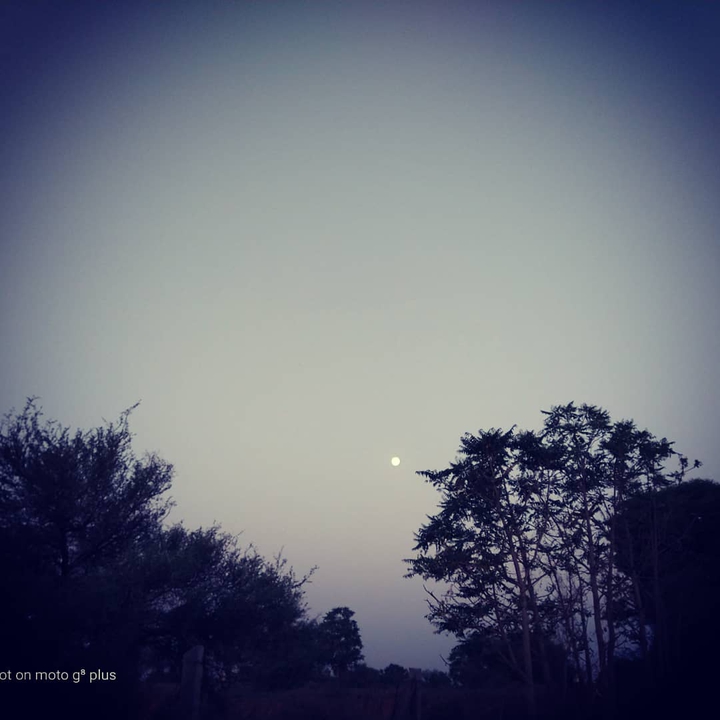 morning moon
