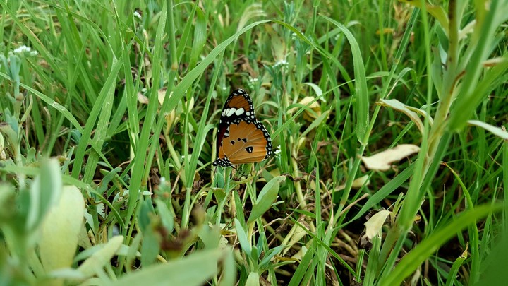The Little Butterfly