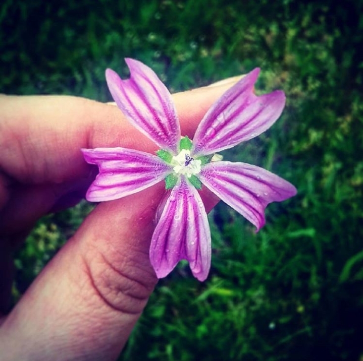 fiore