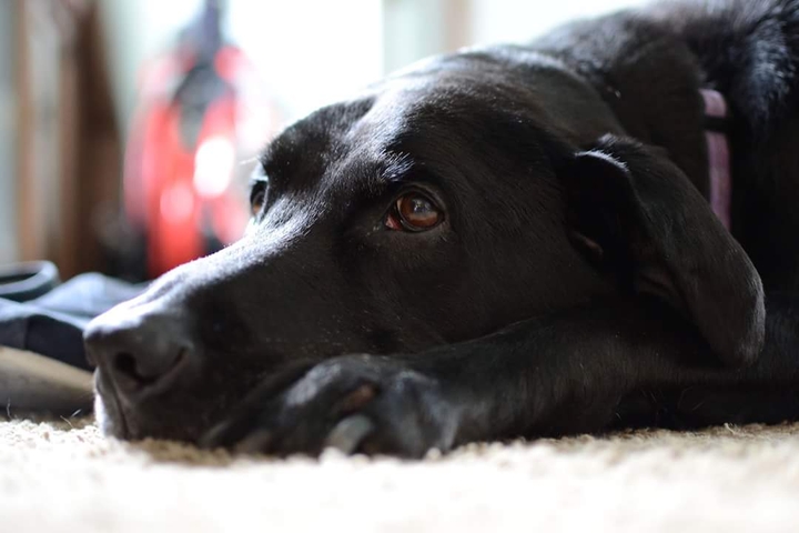mans best friend
