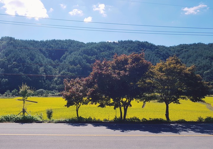 three trees and a young tree