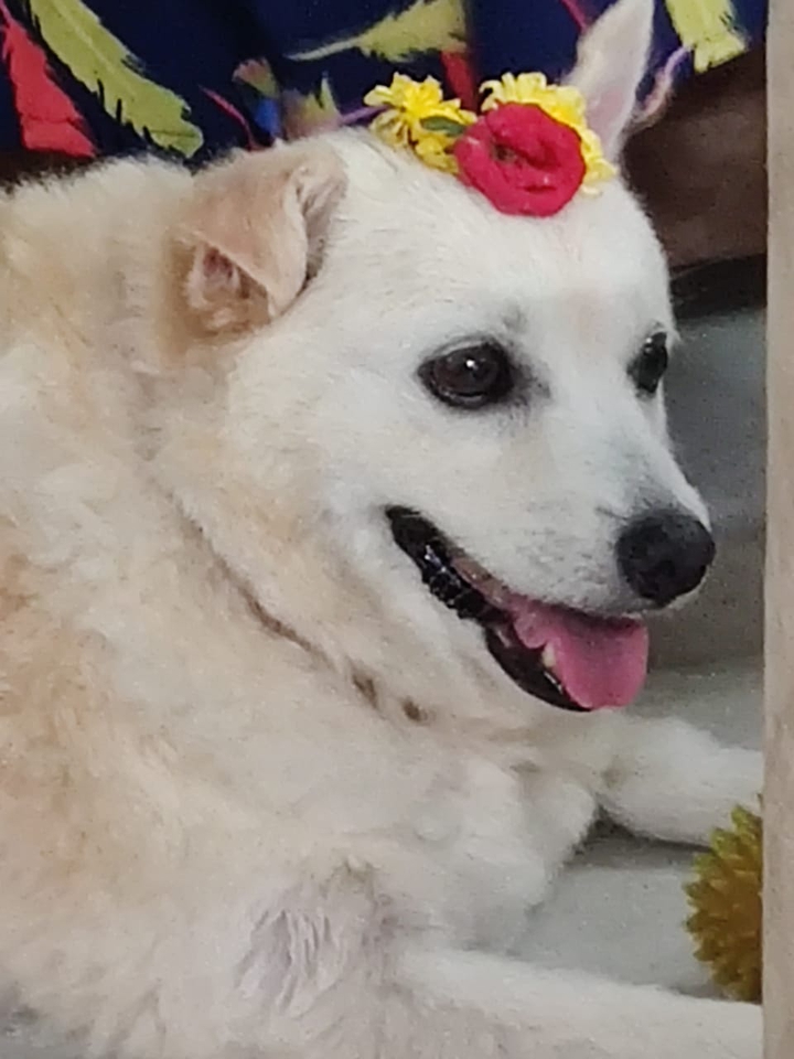 my pet