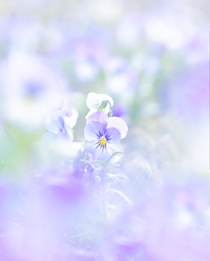 soft beauty