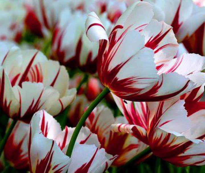 tulips