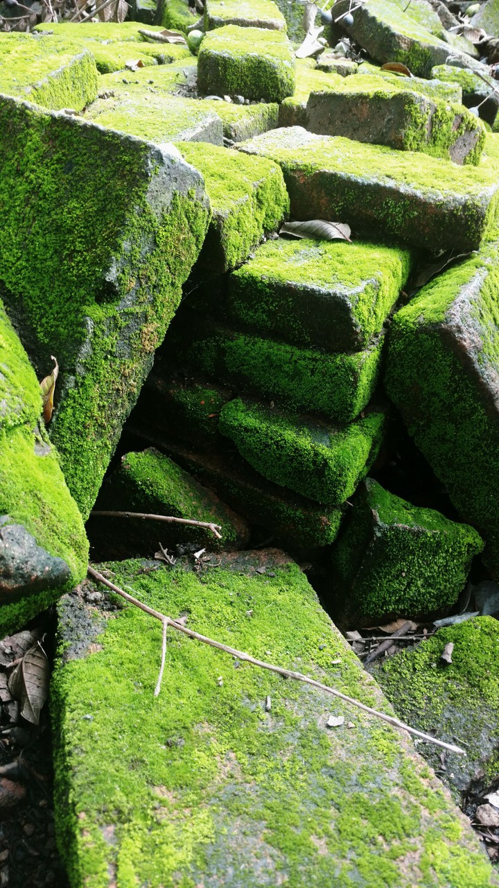 Green brigs