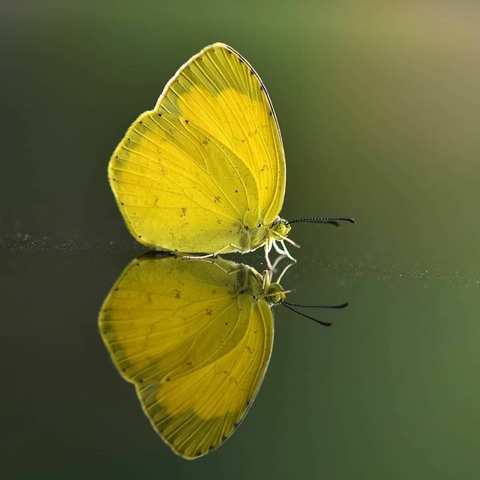 sfondi insect, invertebrate