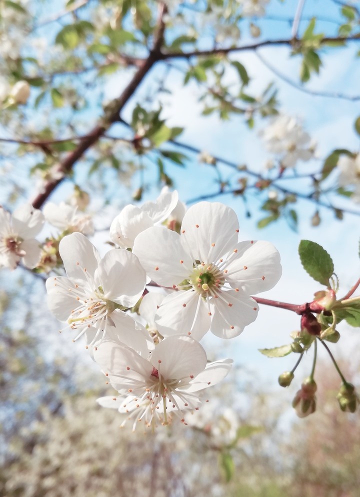 cherry blossom