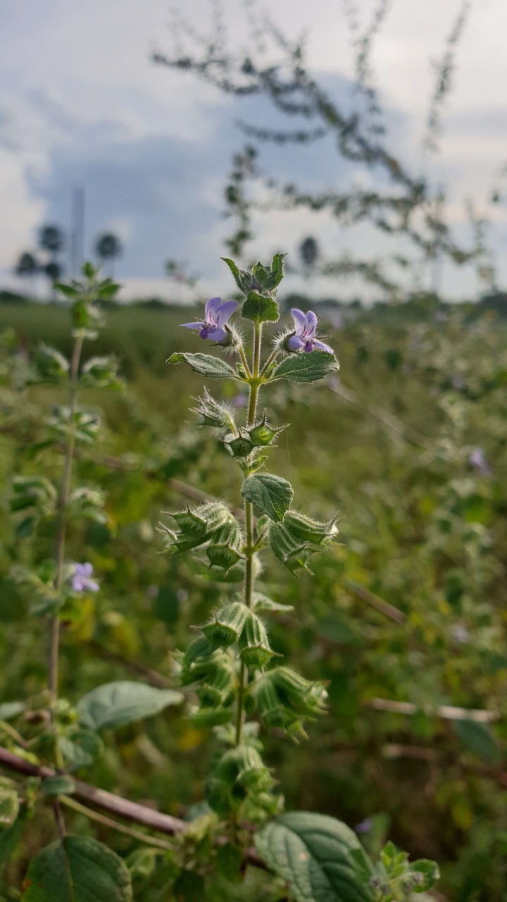 flower