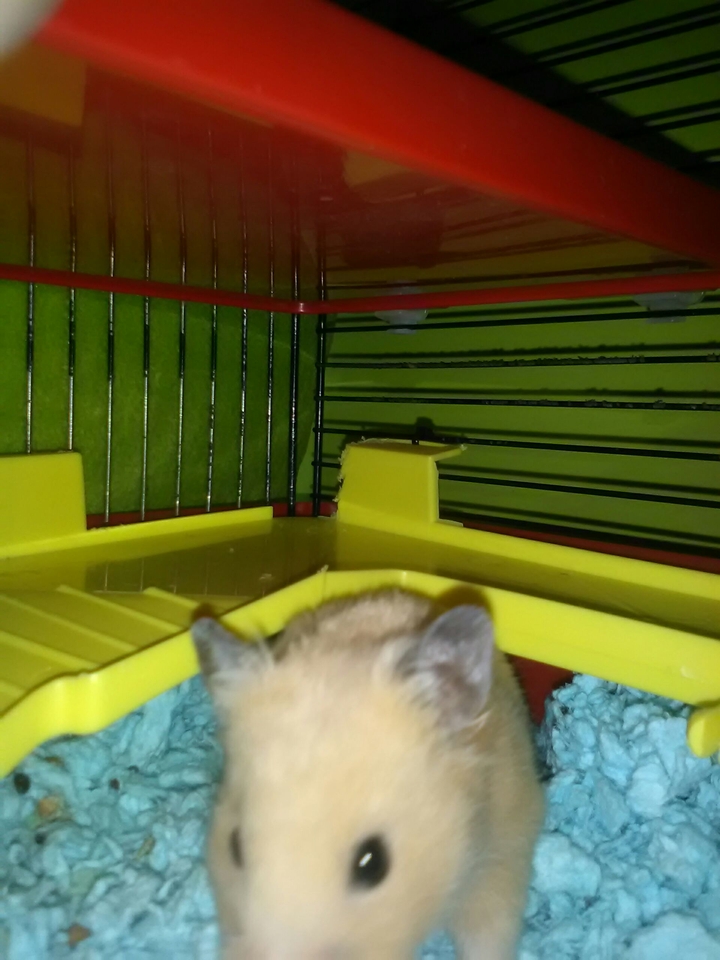 chomik w świetle