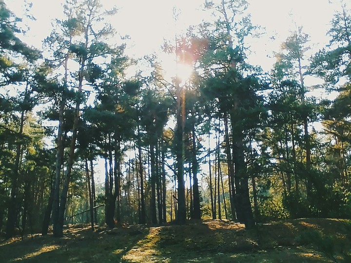 Forest
