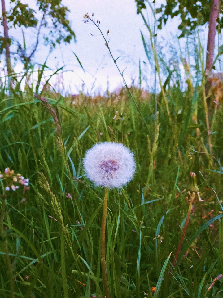 a blowball