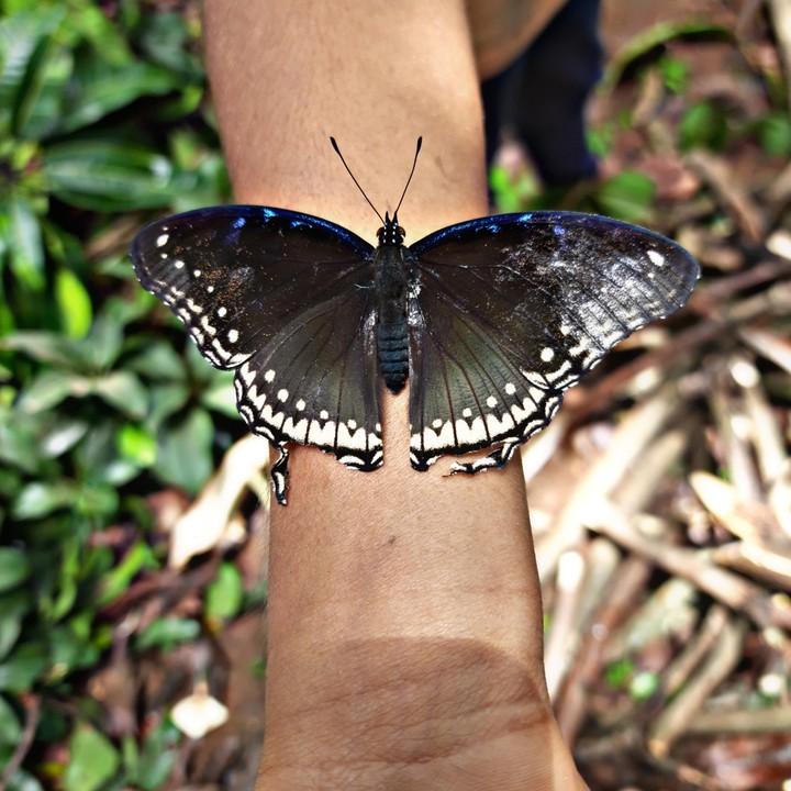 Beautiful Butterfly