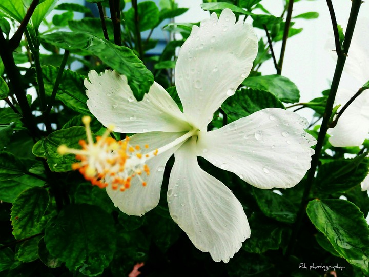 white hibiscus 