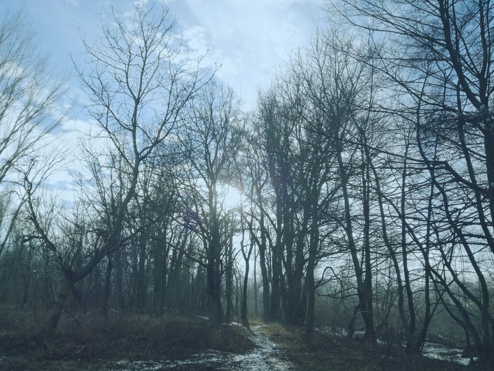 in the woods