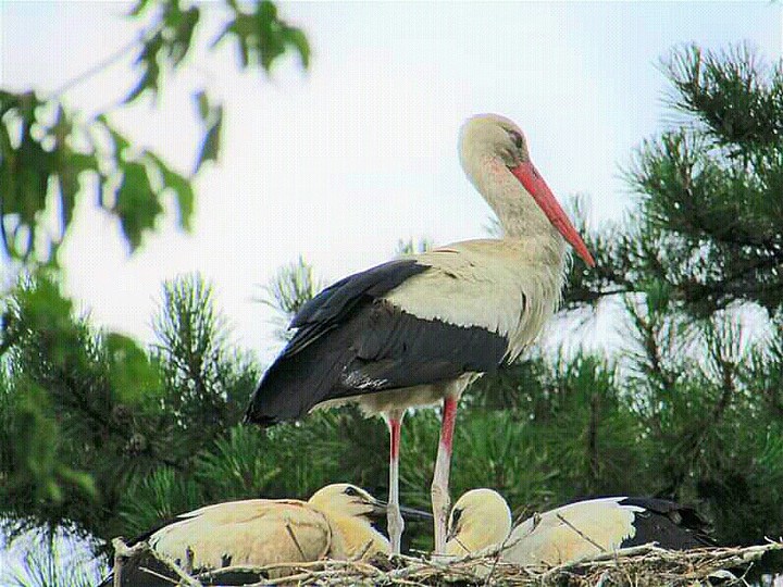 #storks