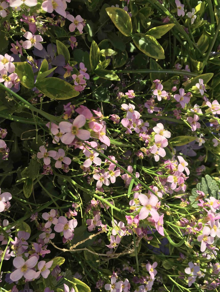 Arabis alpina