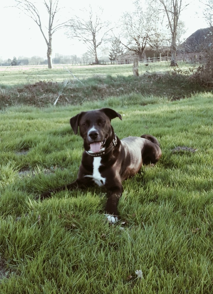 Nature_Dog