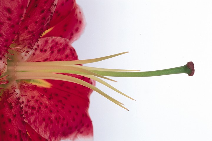 Beautiful Flowers