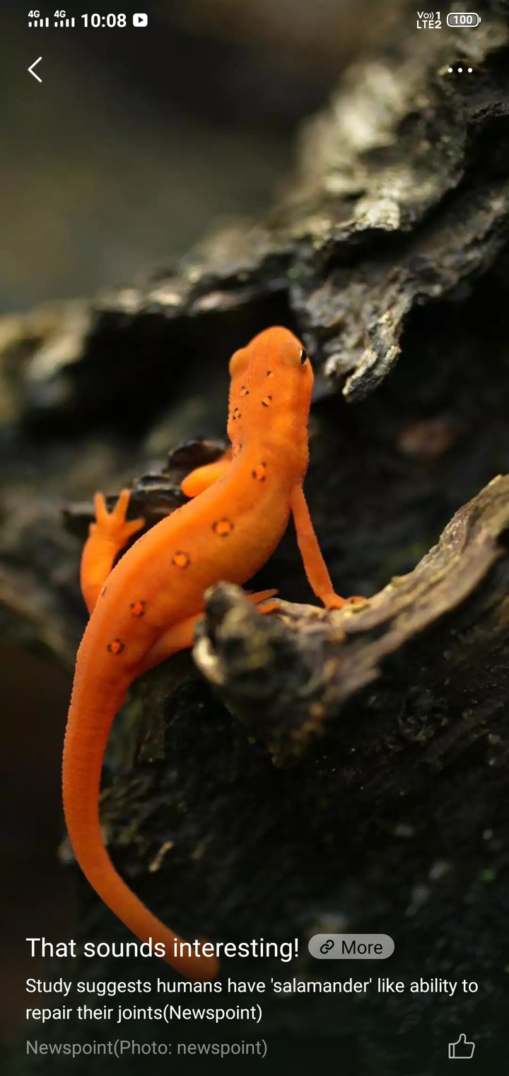 lizard