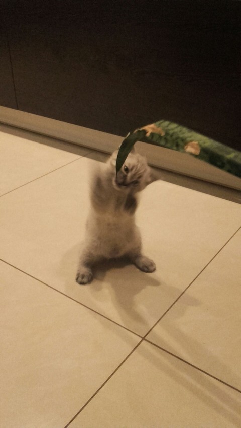 обои cat, vertebrate