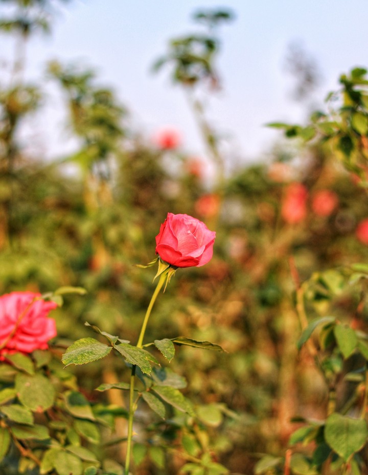 Rosa
