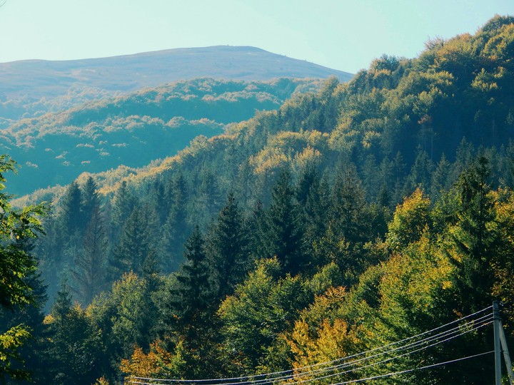 Mountain forest