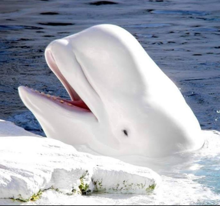 baleine blanche