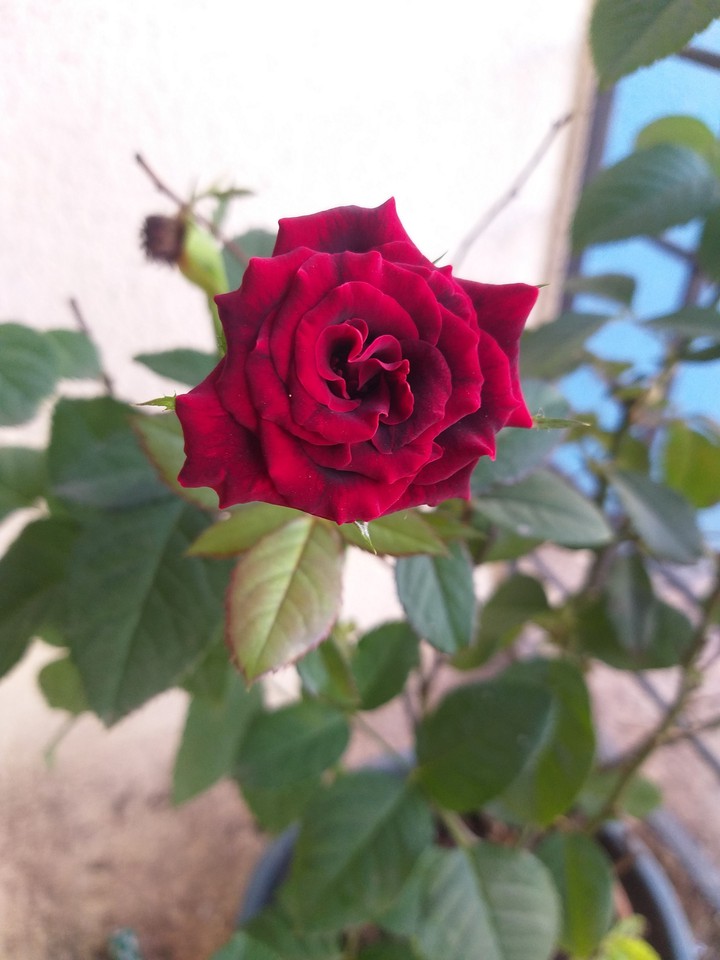 MY ROSE PLANT AT HOME !!!