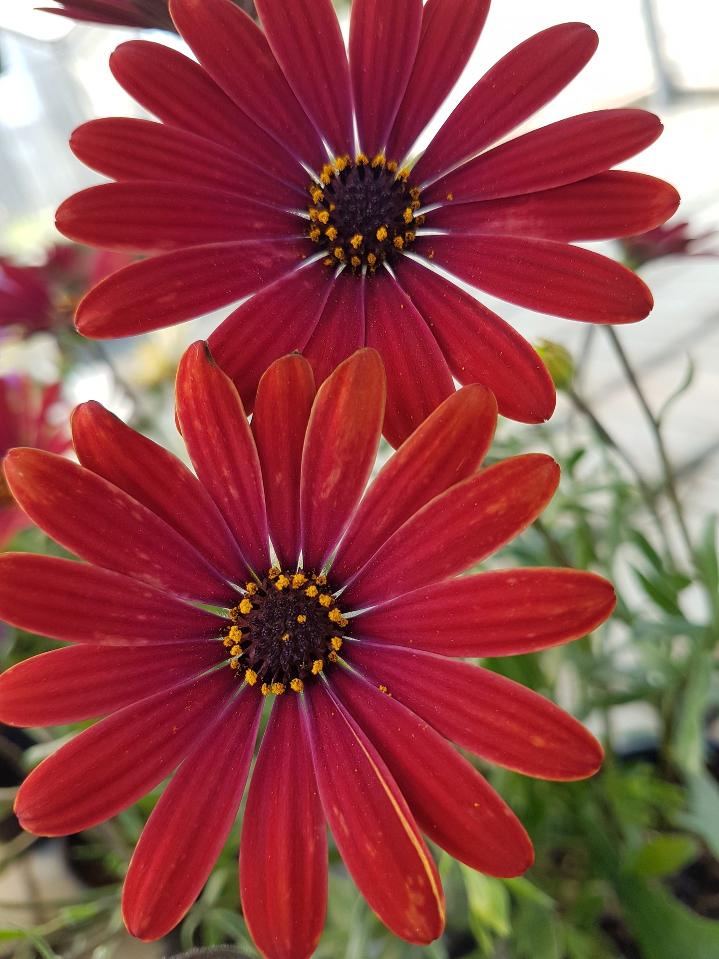 Fiori vari