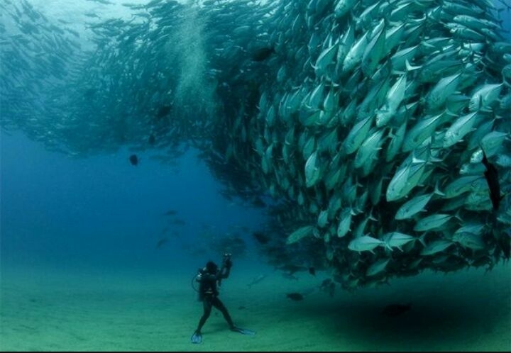 Fish herd