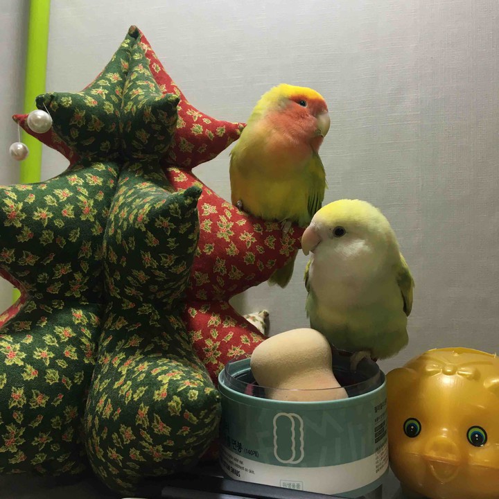 My pets