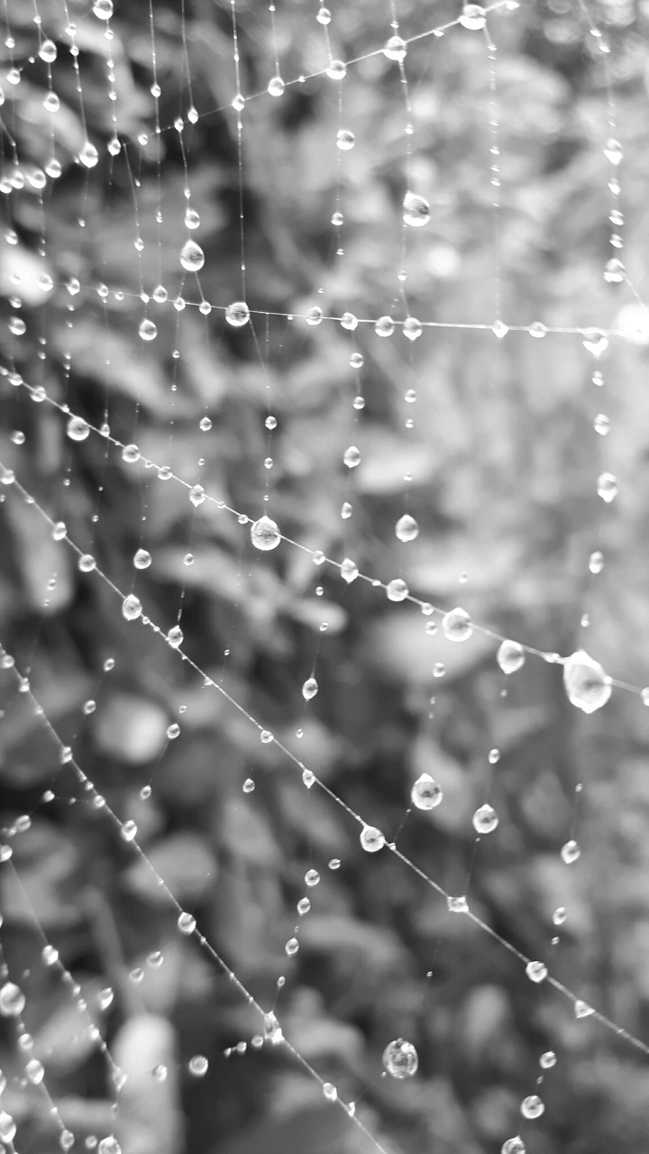 web