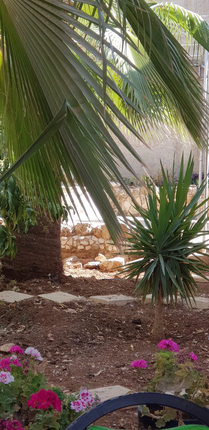 garden 62