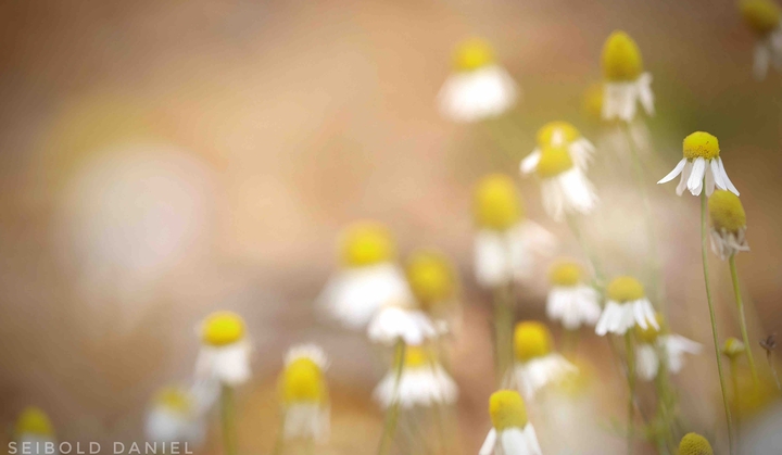 Blumen