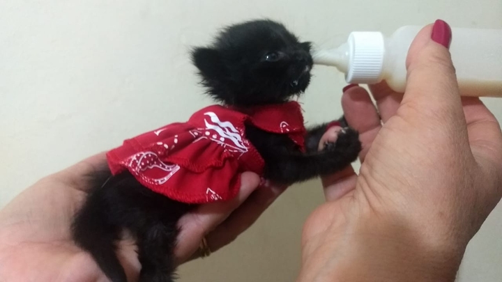 cat