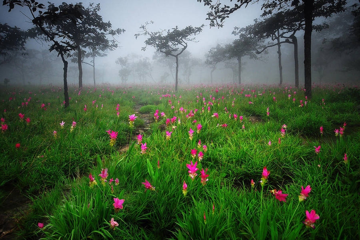 Mist