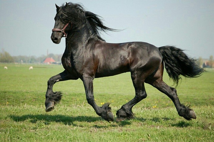 Friesian horse