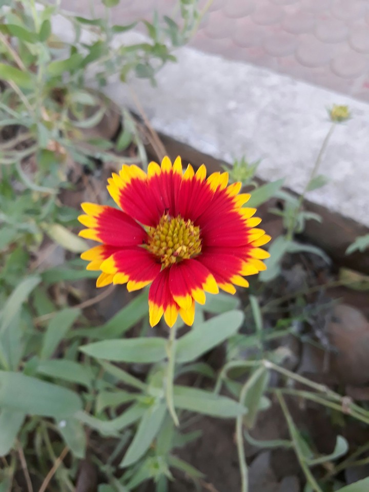 red colour