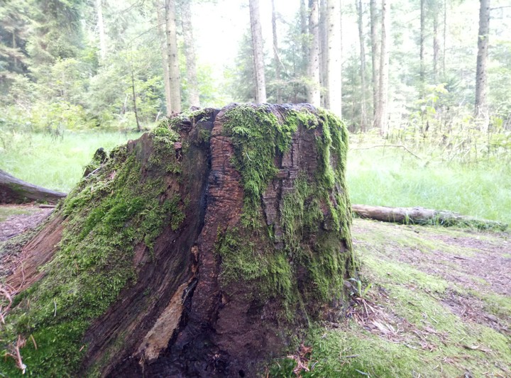 forest