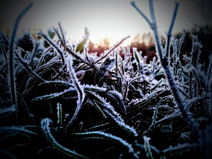 snow