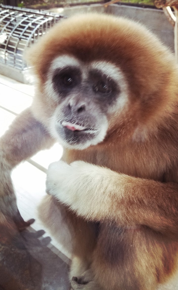 monkey
