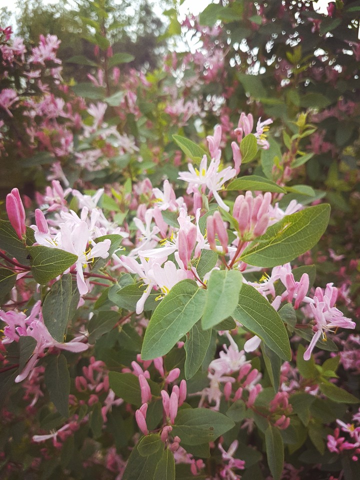 spring