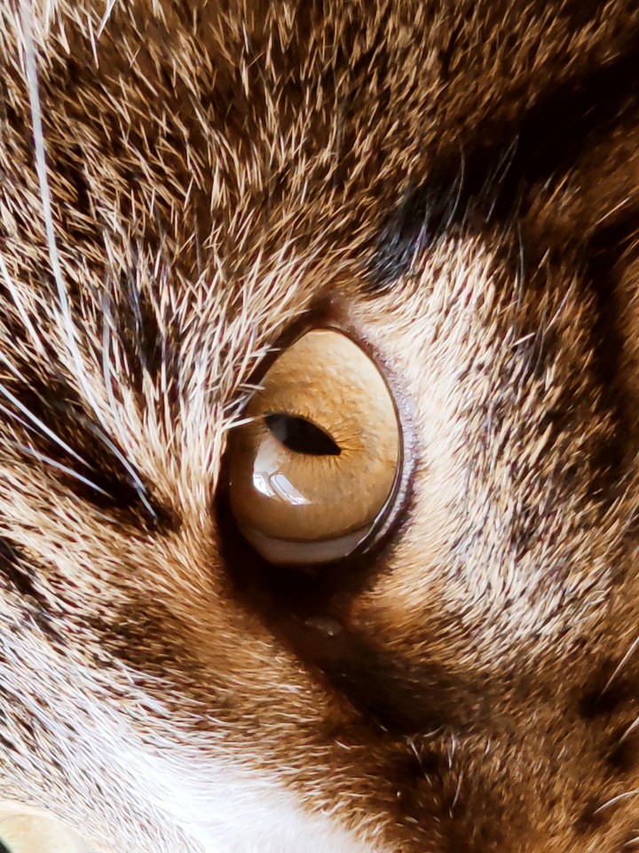cat eye