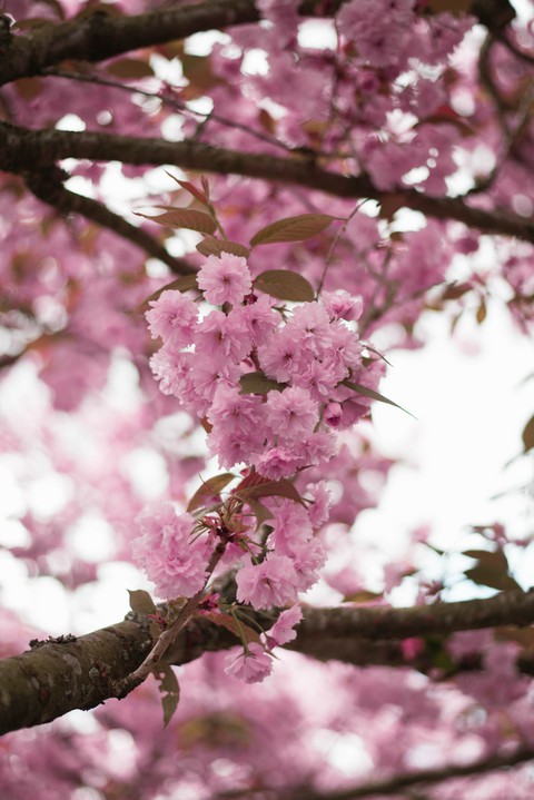 petal, pink wallpapers