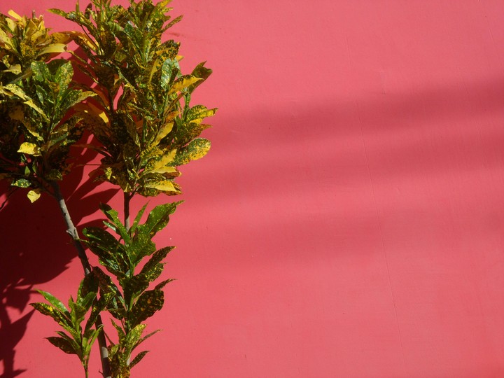 plant